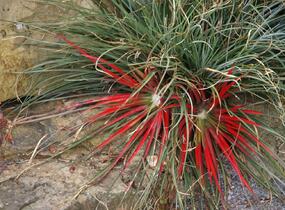 Venkovní bromelie - Fascicularia bicolor
