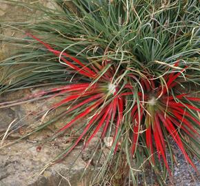 Venkovní bromelie - Fascicularia bicolor