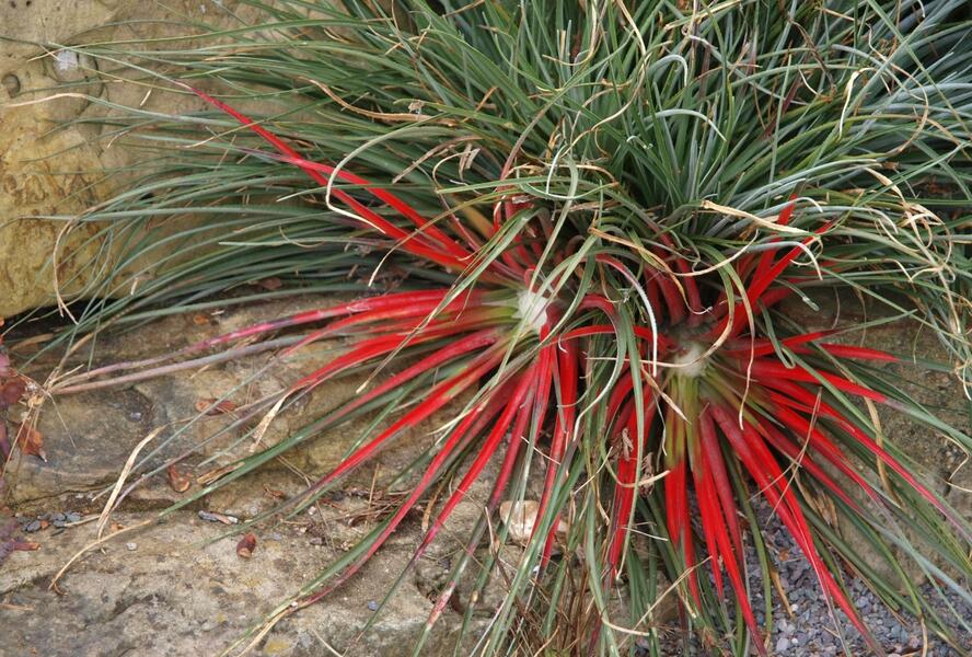 Venkovní bromelie - Fascicularia bicolor