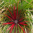 Venkovní bromelie - Fascicularia bicolor