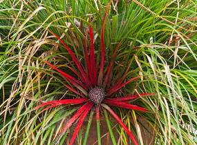 Venkovní bromelie - Fascicularia bicolor