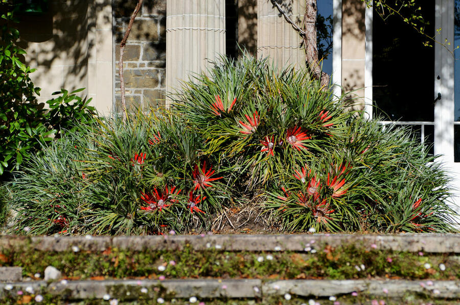 Venkovní bromelie - Fascicularia bicolor