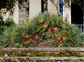 Venkovní bromelie - Fascicularia bicolor