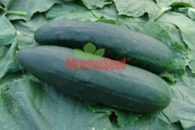 Okurka salátová polní 'Obelix' F1- roubovaná - Cucumis sativus 'Obelix' F1 - roubovaná