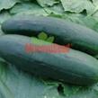 Okurka salátová polní 'Obelix' F1- roubovaná - Cucumis sativus 'Obelix' F1 - roubovaná