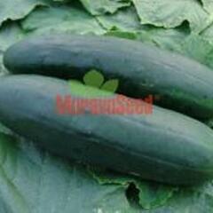 Okurka salátová polní - roubovaná 'Obelix' F1 - Cucumis sativus 'Obelix' F1 - roubovaná