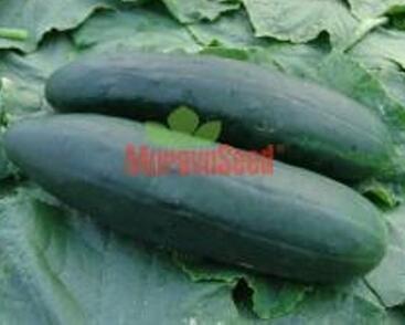 Okurka salátová polní 'Obelix' F1- roubovaná