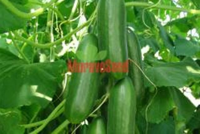 Okurka salátová skleníková 'Sherpa' F1- roubovaná - Cucumis sativus 'Sherpa' F1 - roubovaná