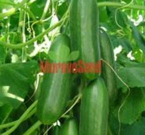 Okurka salátová skleníková 'Sherpa' F1- roubovaná