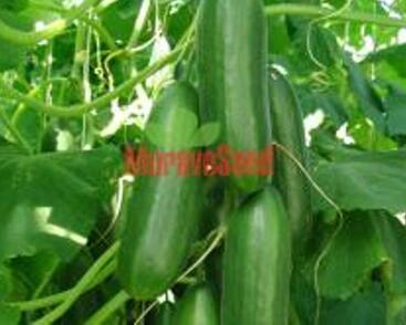 Okurka salátová skleníková 'Sherpa' F1- roubovaná