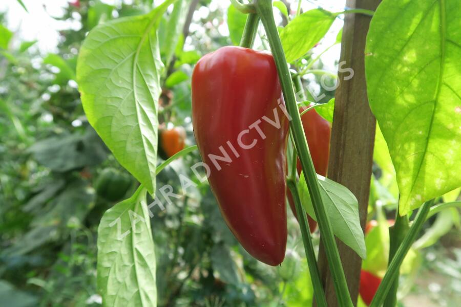 Paprika polní (kapie) 'Parade' - Capsicum annuum 'Parade'