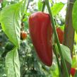 Paprika polní (kapie) 'Parade' - Capsicum annuum 'Parade'