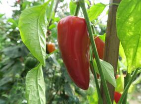 Paprika polní (kapie) 'Parade' - Capsicum annuum 'Parade'