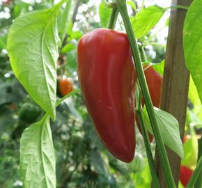 Paprika polní (kapie) 'Parade' - Capsicum annuum 'Parade'