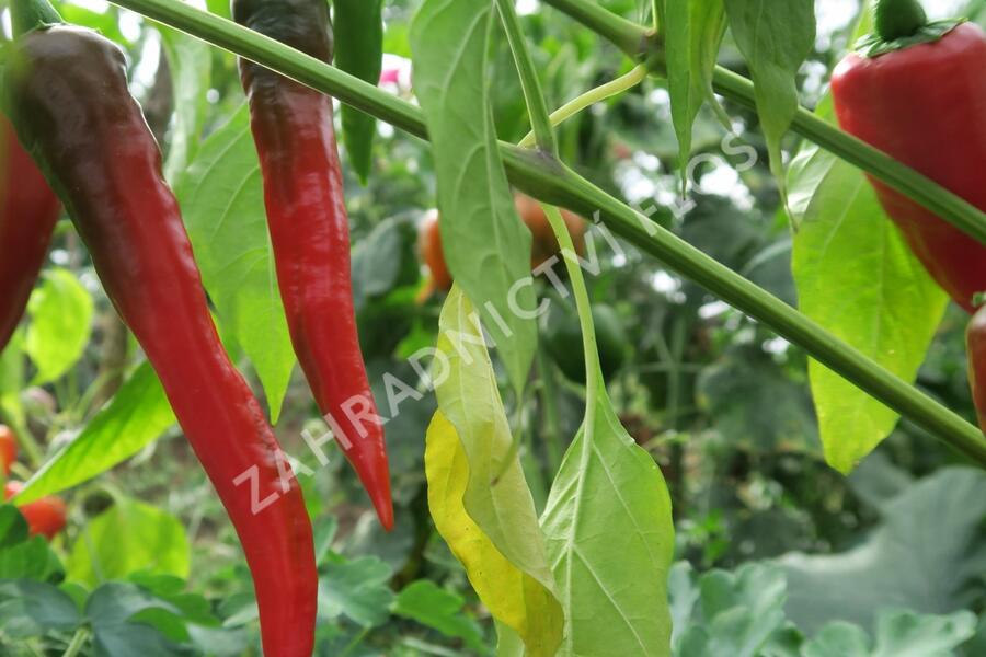 Paprika beraní roh ostrý 'Poseidon' - Capsicum annuum 'Poseidon'