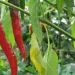 Paprika beraní roh ostrý 'Poseidon' - Capsicum annuum 'Poseidon'