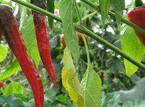 Paprika polní  beraní roh ostrý 'Poseidon' - Capsicum annuum 'Poseidon'