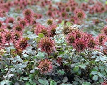 Plazilka modrozelená