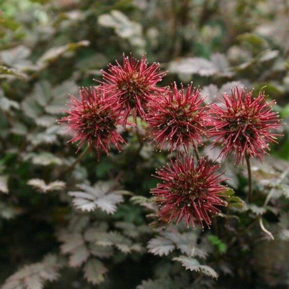 Plazilka modrozelená - Acaena caesiiglauca
