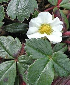 Jahodník čilský 'Chaval' - Fragaria chiloensis 'Chaval'