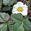 Jahodník čilský 'Chaval' - Fragaria chiloensis 'Chaval'