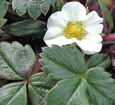 Jahodník čilský 'Chaval' - Fragaria chiloensis 'Chaval'