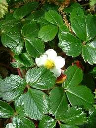 Jahodník čilský 'Chaval' - Fragaria chiloensis 'Chaval'