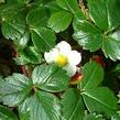 Jahodník čilský 'Chaval' - Fragaria chiloensis 'Chaval'