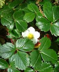 Jahodník čilský 'Chaval' - Fragaria chiloensis 'Chaval'