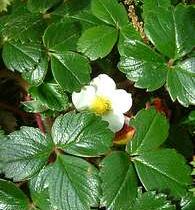 Jahodník čilský 'Chaval' - Fragaria chiloensis 'Chaval'