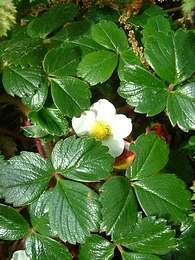 Jahodník čilský 'Chaval' - Fragaria chiloensis 'Chaval'