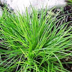 Puškvorec trávolistý - Acorus gramineus