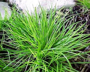 Puškvorec trávolistý