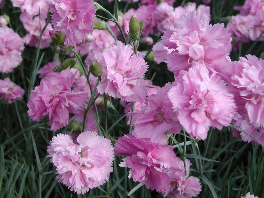 Hvozdík péřitý 'Roseus Plenus' - Dianthus plumarius 'Roseus Plenus'