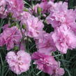 Hvozdík péřitý 'Roseus Plenus' - Dianthus plumarius 'Roseus Plenus'