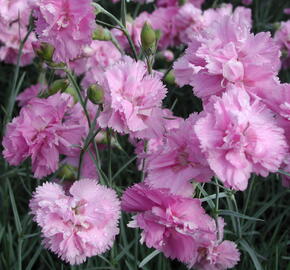 Hvozdík péřitý 'Roseus Plenus' - Dianthus plumarius 'Roseus Plenus'