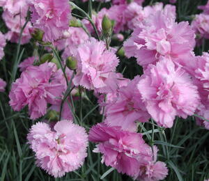 Hvozdík péřitý 'Roseus Plenus' - Dianthus plumarius 'Roseus Plenus'