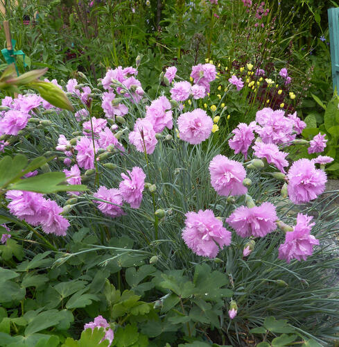 Hvozdík péřitý 'Roseus Plenus' - Dianthus plumarius 'Roseus Plenus'