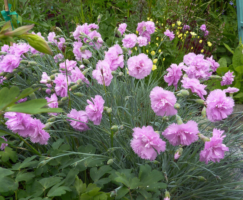 Hvozdík péřitý 'Roseus Plenus' - Dianthus plumarius 'Roseus Plenus'