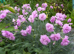 Hvozdík péřitý 'Roseus Plenus' - Dianthus plumarius 'Roseus Plenus'