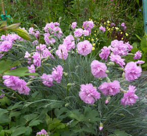 Hvozdík péřitý 'Roseus Plenus' - Dianthus plumarius 'Roseus Plenus'