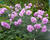Hvozdík péřitý 'Roseus Plenus'