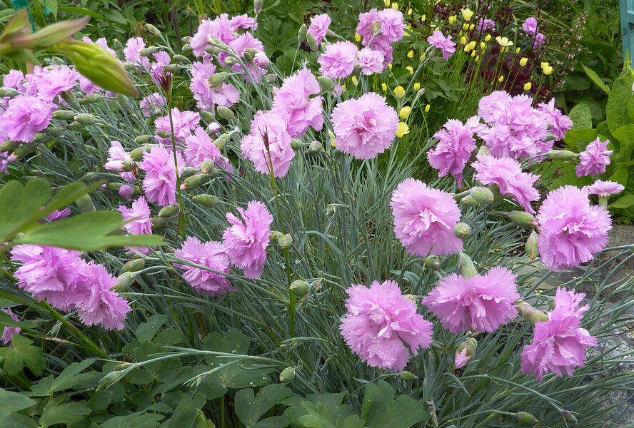 Hvozdík péřitý 'Roseus Plenus' - Dianthus plumarius 'Roseus Plenus'