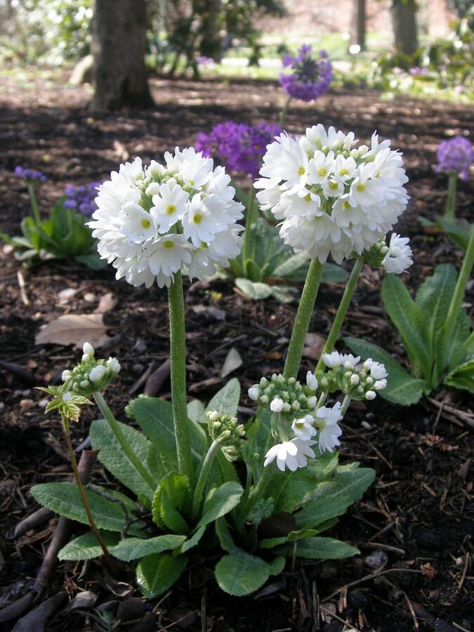 Prvosenka zoubkatá 'Confetti White' - Primula denticulata 'Confetti White'