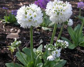 Prvosenka zoubkatá 'Confetti White'