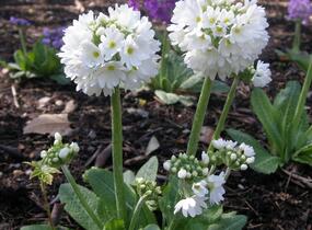 Prvosenka zoubkatá 'Confetti White' - Primula denticulata 'Confetti White'