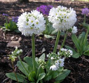 Prvosenka zoubkatá 'Confetti White' - Primula denticulata 'Confetti White'