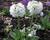 Prvosenka zoubkatá 'Confetti White'