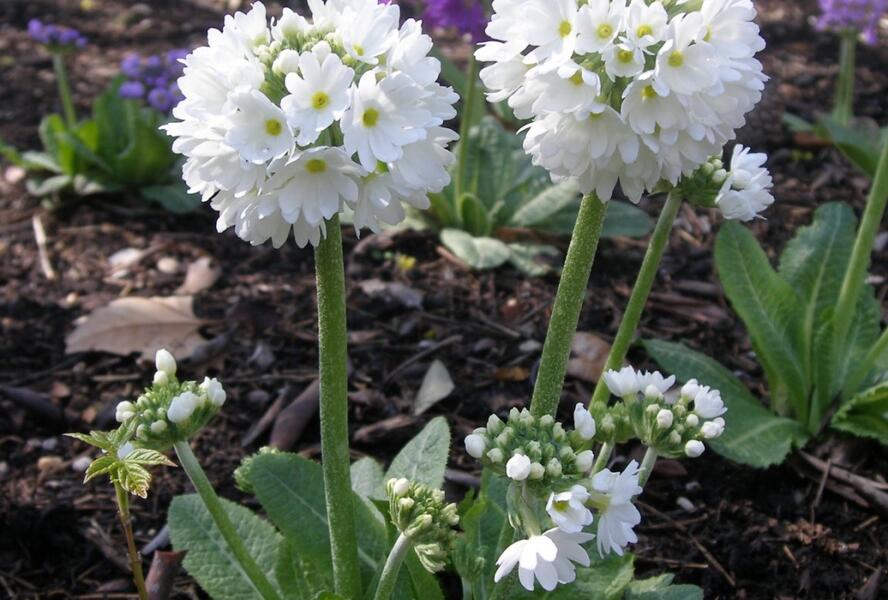 Prvosenka zoubkatá 'Confetti White' - Primula denticulata 'Confetti White'