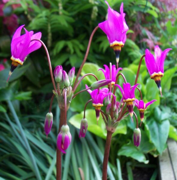 Boží květ zahradní 'Red Wing' - Dodecatheon meadia 'Red Wing'